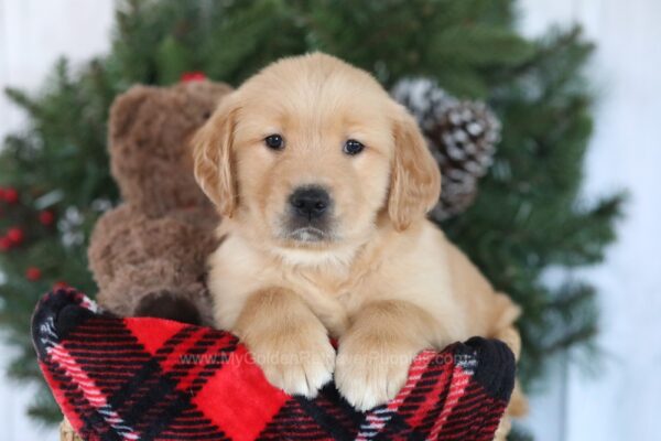 Image of Candy, a Golden Retriever puppy