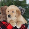 Image of Candy, a Golden Retriever puppy