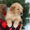 Image of Candy, a Golden Retriever puppy