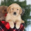 Image of Candy, a Golden Retriever puppy