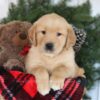 Image of Candy, a Golden Retriever puppy