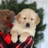 Image of Cooper, a Golden Retriever puppy