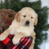 Image of Cooper, a Golden Retriever puppy