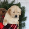 Image of Cooper, a Golden Retriever puppy