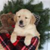 Image of Cooper, a Golden Retriever puppy