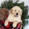 Image of Cooper, a Golden Retriever puppy