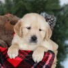 Image of Cooper, a Golden Retriever puppy