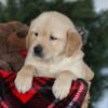 Image of Cooper, a Golden Retriever puppy