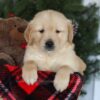 Image of Cooper, a Golden Retriever puppy