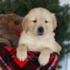 Image of Cooper, a Golden Retriever puppy