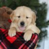 Image of Cooper, a Golden Retriever puppy