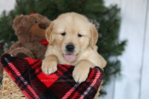 Image of Cooper, a Golden Retriever puppy