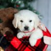 Image of Champ, a Golden Retriever puppy