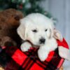 Image of Champ, a Golden Retriever puppy