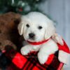 Image of Champ, a Golden Retriever puppy