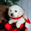 Image of Champ, a Golden Retriever puppy