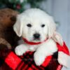 Image of Champ, a Golden Retriever puppy