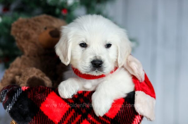 Image of Champ, a Golden Retriever puppy