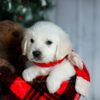 Image of Champ, a Golden Retriever puppy