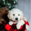 Image of Champ, a Golden Retriever puppy