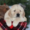 Image of Collin, a Golden Retriever puppy