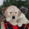 Image of Collin, a Golden Retriever puppy