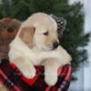 Image of Collin, a Golden Retriever puppy