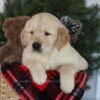 Image of Collin, a Golden Retriever puppy