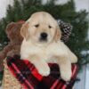 Image of Collin, a Golden Retriever puppy