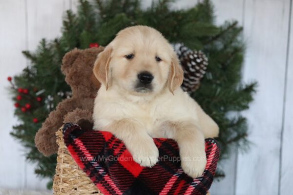 Image of Collin, a Golden Retriever puppy