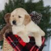 Image of Collin, a Golden Retriever puppy