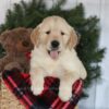 Image of Collin, a Golden Retriever puppy