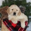 Image of Collin, a Golden Retriever puppy