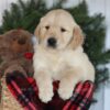 Image of Collin, a Golden Retriever puppy