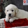 Image of Comet, a Golden Retriever puppy