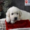 Image of Comet, a Golden Retriever puppy