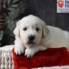 Image of Comet, a Golden Retriever puppy