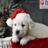 Image of Comet, a Golden Retriever puppy