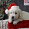 Image of Comet, a Golden Retriever puppy