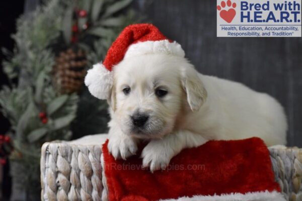 Image of Comet, a Golden Retriever puppy