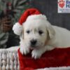 Image of Comet, a Golden Retriever puppy