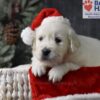 Image of Comet, a Golden Retriever puppy