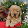 Image of Comet, a Golden Retriever puppy