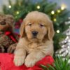 Image of Comet, a Golden Retriever puppy