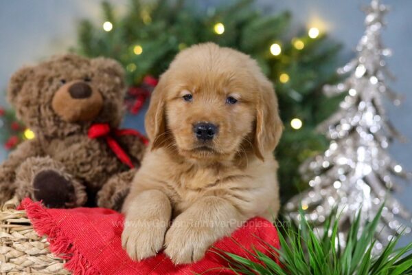 Image of Comet, a Golden Retriever puppy