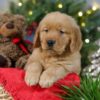 Image of Comet, a Golden Retriever puppy