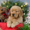 Image of Comet, a Golden Retriever puppy