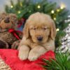 Image of Comet, a Golden Retriever puppy