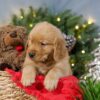 Image of Comet, a Golden Retriever puppy