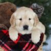 Image of Conner, a Golden Retriever puppy